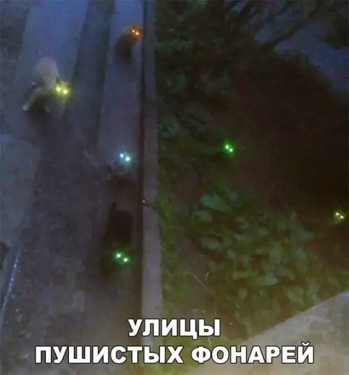 Смешная картинка №203451 кошки