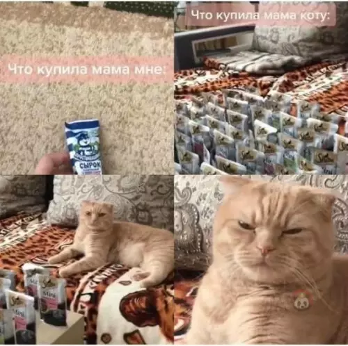 Смешная картинка №511389 У кота морда так и говорит: "Гони сюда сырок, человечишко" ?
