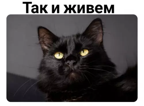 продолжение Смешная картинка №575182 Boт и вcя тaйнa кошки