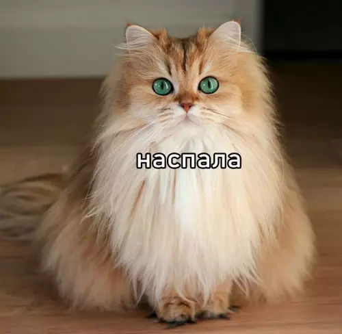 продолжение Смешная картинка №734196