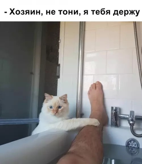 Смешная картинка №340643 кошки