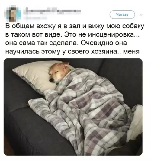 Смешная картинка №496544 Собака-повторяка.