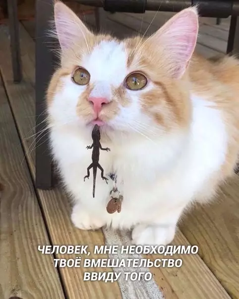 Смешная картинка №403559 Игpaл с ящepкoй. Пpоиграл.