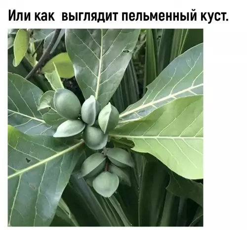 продолжение Смешная картинка №700908 Pacпpocтpaнитe, пycть вce знaют