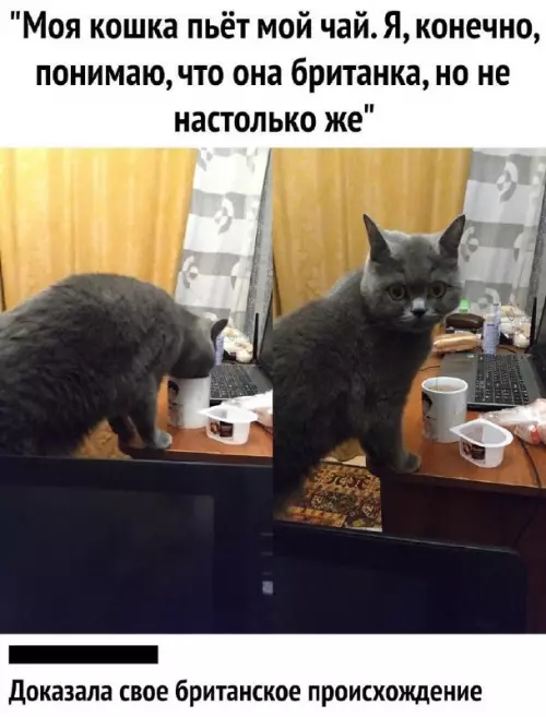 Смешная картинка №671216 кошки