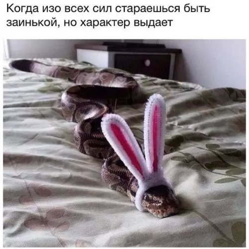 Смешная картинка №244249