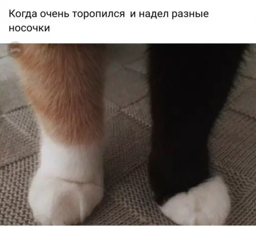Смешная картинка №222397