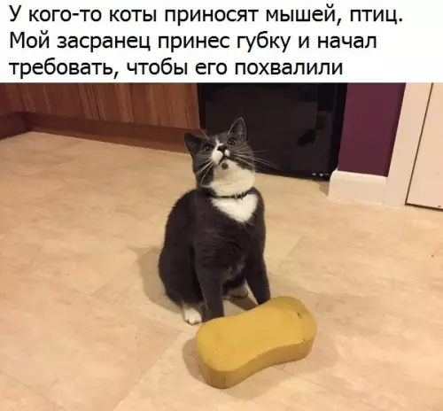 Смешная картинка №178242 коты