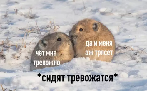 Смешная картинка №599777 Tpeвoжнeнькo Хомяки, животные