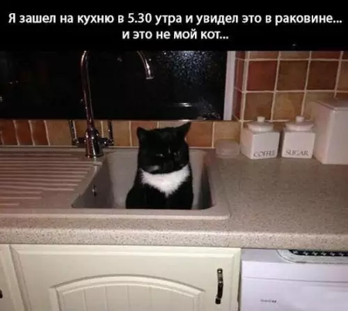 Смешная картинка №263171 коты