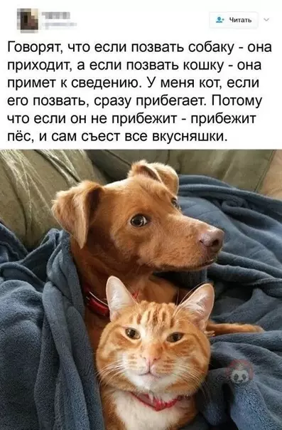 Смешная картинка №523478 В большой семье клювом не щелкают)