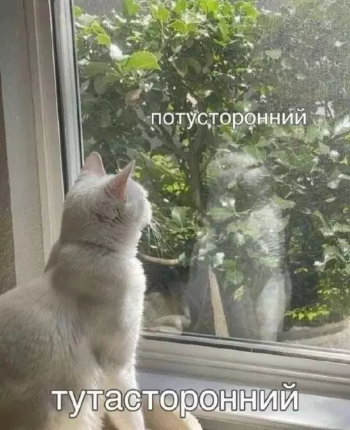 Смешной кот за окном