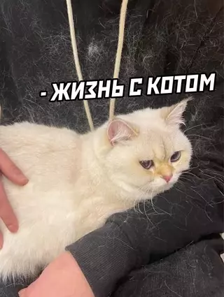 продолжение Смешная картинка №633091