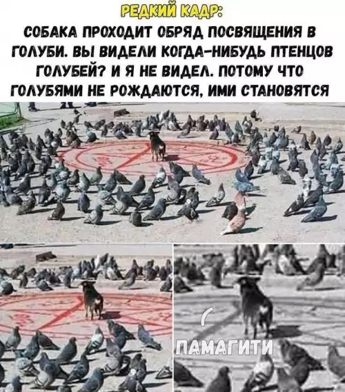 Смешная картинка №673243 Самое главное оставаться в живых
