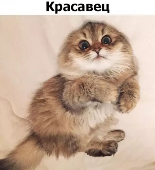 Смешная картинка №260296