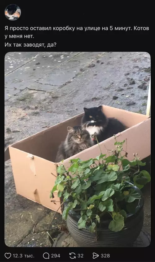 Коробка-приманка для котов 📦🐈 - Я просто оставил коробку на улице на 5 минут. Котов
