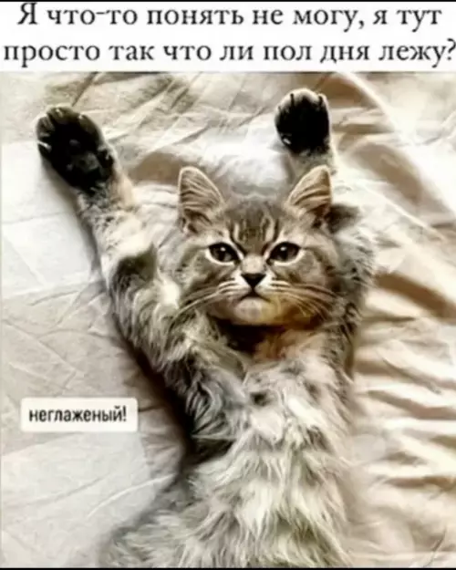 Типичное утро любого из нас 😴 - Я что-то понять не могу, я тут просто так что