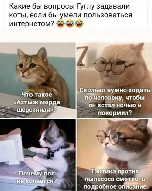 Смешная картинка №772630 Коты