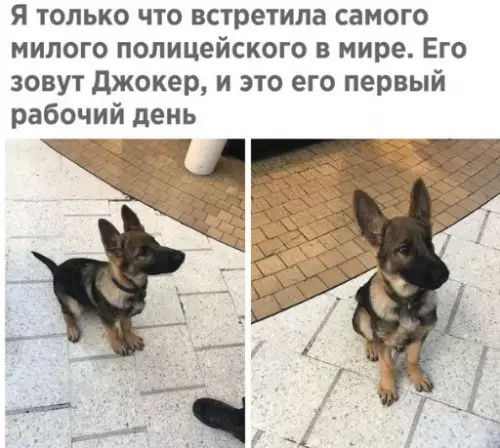 Смешная картинка №212202