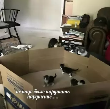 Смешная картинка №789198