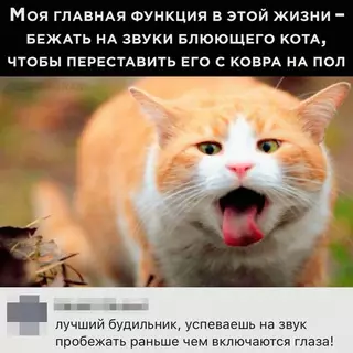 Смешная картинка №666653 коты