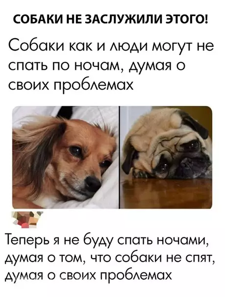 Смешная картинка №298077 Собаки