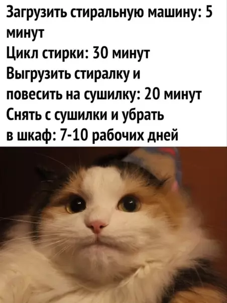 Смешная картинка №502506 А погладить - ещё месяц