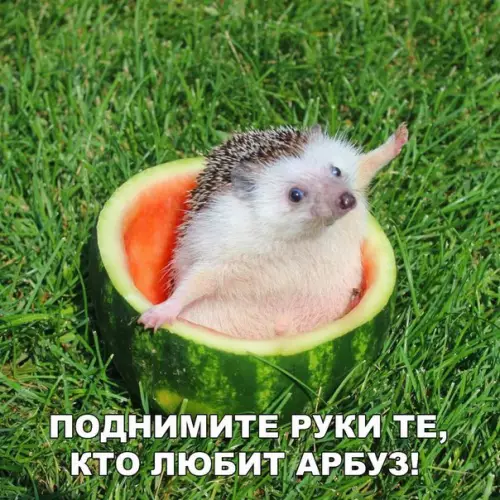 Смешная картинка №204768