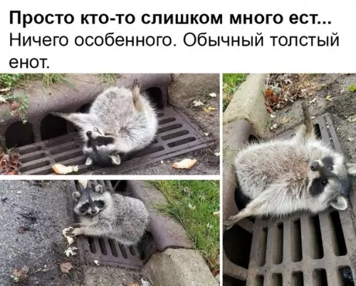 Смешная картинка №337301