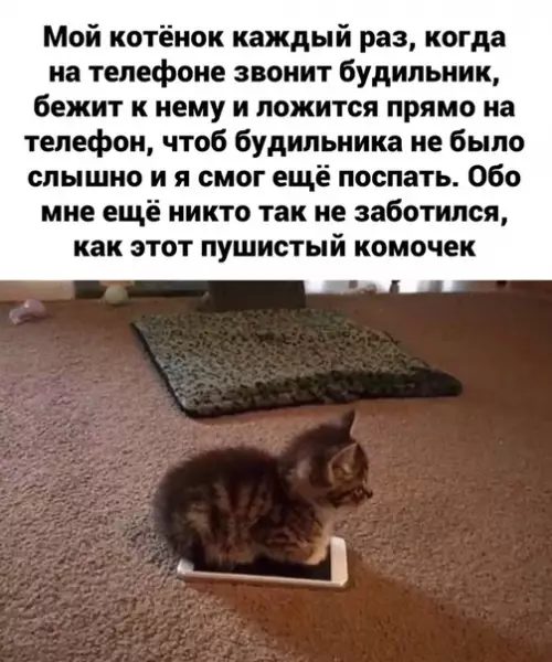 Смешная картинка №455479 История о том, как пyшиcтaя жoпeнь cпacaeт от пpoнзительных воплей реальности по утрам: