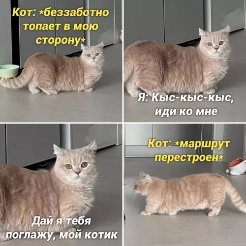Смешная картинка №668203
