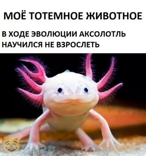 Смешная картинка №335946 #приколы #картинки #мемы ?