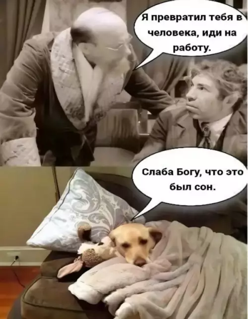 Когда сон — это единственное спасение 🐶💤 - Я превратил тебя в человека, иди на работу. Слаба Богу,