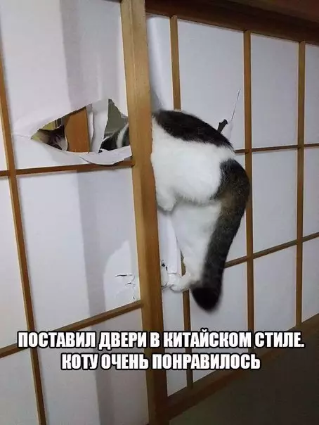Смешная картинка №197464 коты