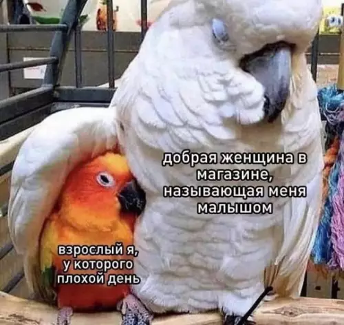 Смешная картинка №739881