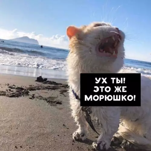 Смешная картинка №426352 Дайте мнe морюшкo.