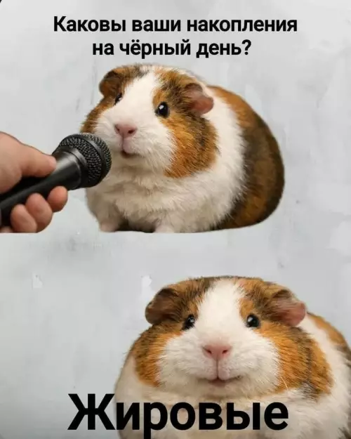 Твои запасы на черный день 😂🐹 - Каковы ваши накопления на чёрный день? Жировые