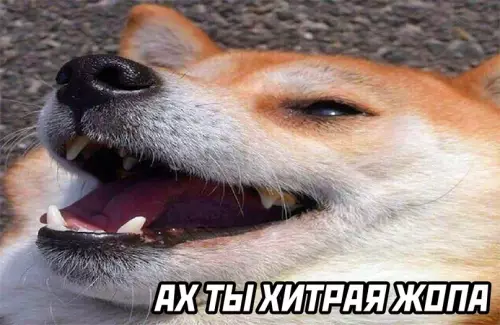 продолжение Смешная картинка №602276