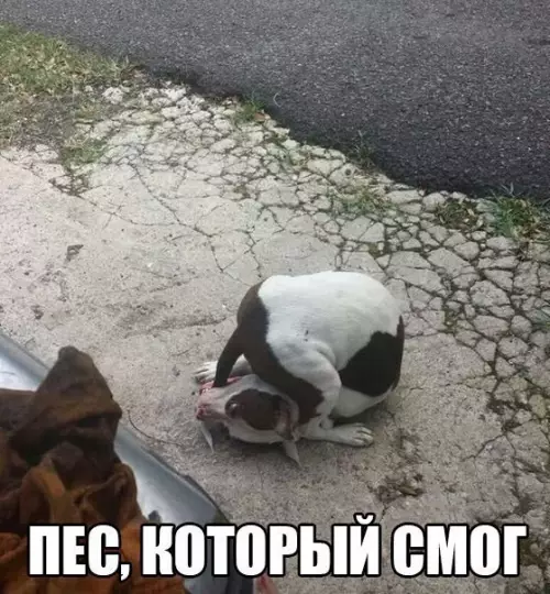 Смешная картинка №185344