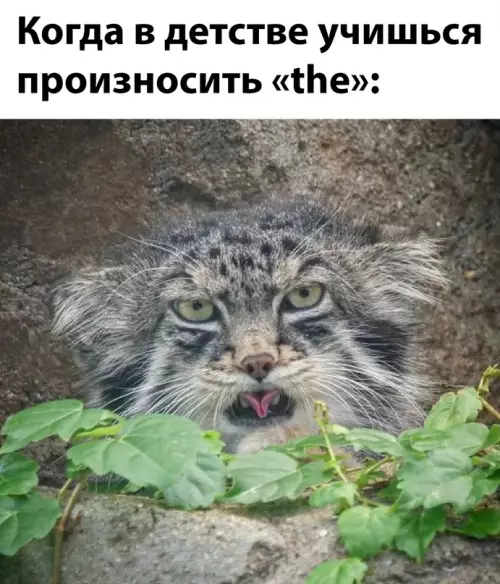Смешная картинка №655526