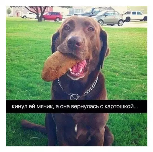 Смешная картинка №265327