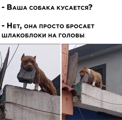 Смешная картинка №548207