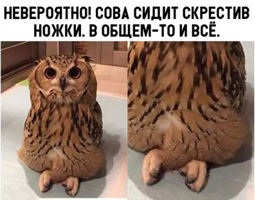 Смешная картинка №308303
