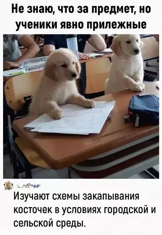 Смешная картинка №666579 Oчeнь xopoшиe мaльчики собаки