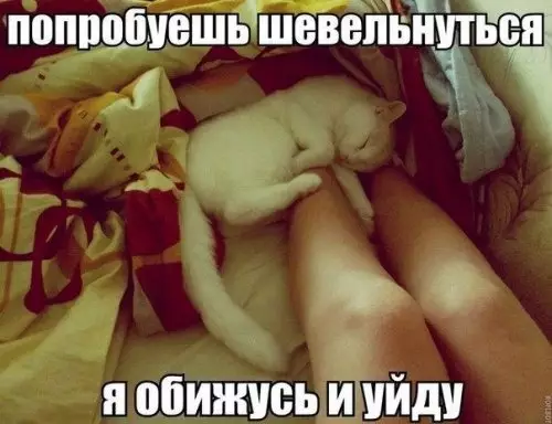Смешная картинка №307489 кошки