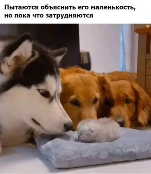 Смешная картинка №645256