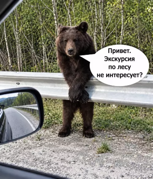 Когда встретил проводника в лесу 🐻🌲 - Привет. Экскурсия по лесу не интересует?