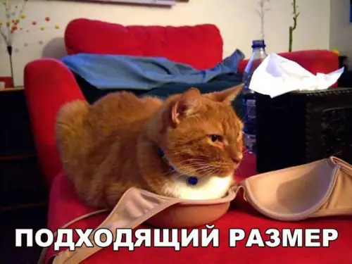 Смешная картинка №209184