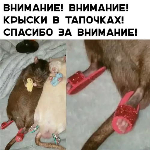 Смешная картинка №347272