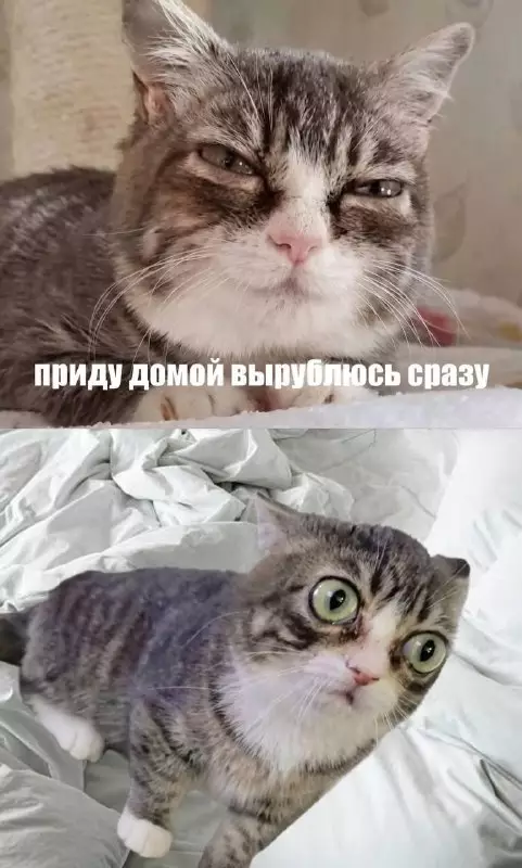 Смешная картинка №815164